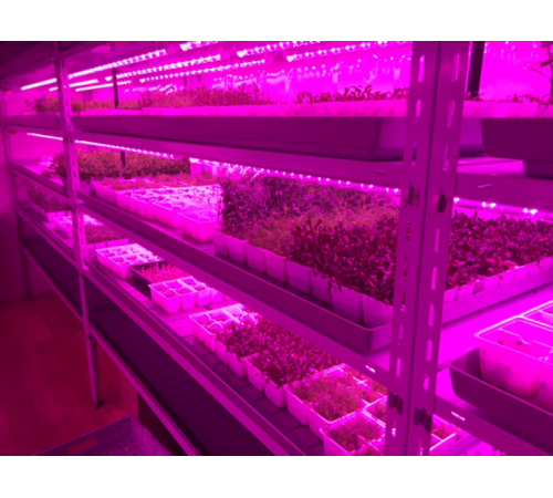 Светильник светодиодный для растений ДПО PPG T8i-1200 Agro 15Вт IP20 (крепление и трос)  5000766  Jazzway