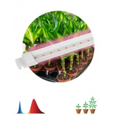 Светильник для растений, фитолампа светодиодная линейная FITO-10W-Т5-RB-Slim красно-синего спектра 10 Вт Т5  Б0057401  ЭРА